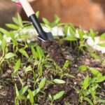 plantas-foto-freepik