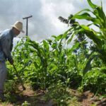 s7y1RWTN-Agricultura-familiar-ft-Sara-Silva-PMFS