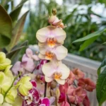 sIIgoQNC-dicas-para-manter-suas-orquideas-florescendo-por-mais-tempo-1