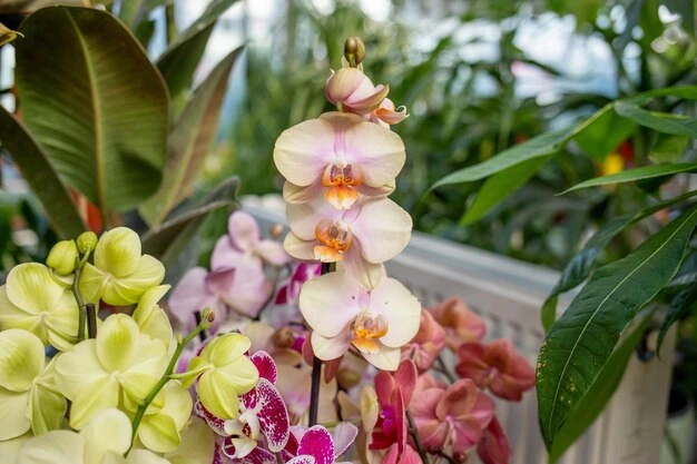 sIIgoQNC-dicas-para-manter-suas-orquideas-florescendo-por-mais-tempo-1