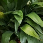 uLjedzhZ-4-beneficios-de-ter-uma-Aspidistra-em-sua-sala-ou-varanda