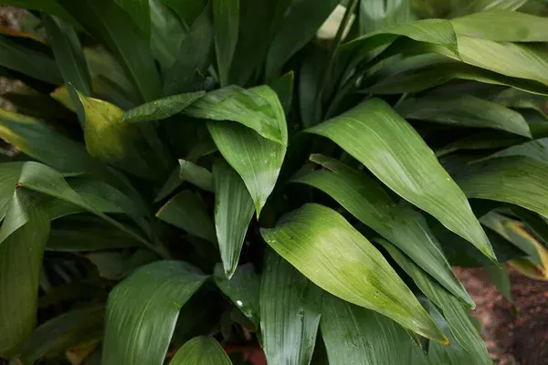 uLjedzhZ-4-beneficios-de-ter-uma-Aspidistra-em-sua-sala-ou-varanda