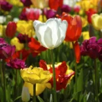 vHOfwA3u-Como-plantar-e-cuidar-da-tulipa-para-flores-com-cores-vibrantes-e-duradouras-1