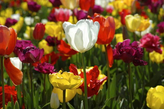 vHOfwA3u-Como-plantar-e-cuidar-da-tulipa-para-flores-com-cores-vibrantes-e-duradouras-1