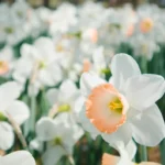 z22X92ad-Os-6-tipos-de-Narcisos-mais-lindos-para-embelezar-sua-casa-2