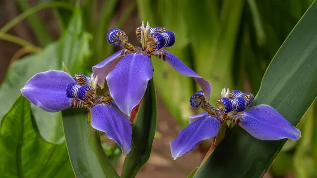 4lvMfdKh-Erros-na-rega-do-falso-iris-que-podem-matar-sua-planta-sem-voce-perceber-2
