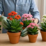 5-macetes-para-sua-kalanchoe-ter-floracao-prolongada-1