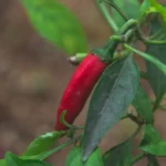 9zviQkII-8-passos-para-plantar-pimenta-caiena-em-vasos-no-quintal-1