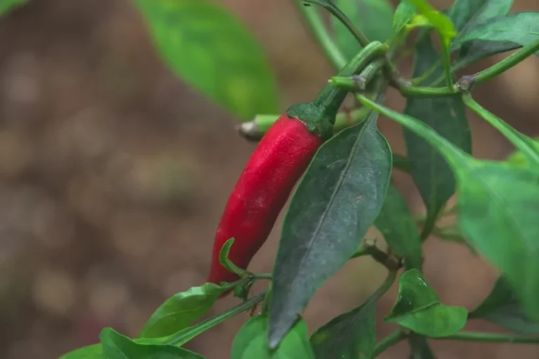 9zviQkII-8-passos-para-plantar-pimenta-caiena-em-vasos-no-quintal-1