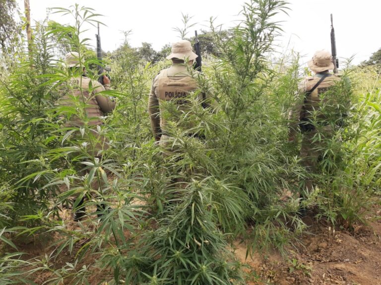 Apreensao-de-maconha-em-Curaca