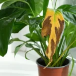 C6iCtWOy-Plantas-com-folhas-amareladas-5-dicas-para-salvar-suas-plantinhas-1