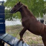 Centro-de-Zoonoses-retoma-servico-de-recolhimento-de-animais-de-grande-porte-em-vias-publicas