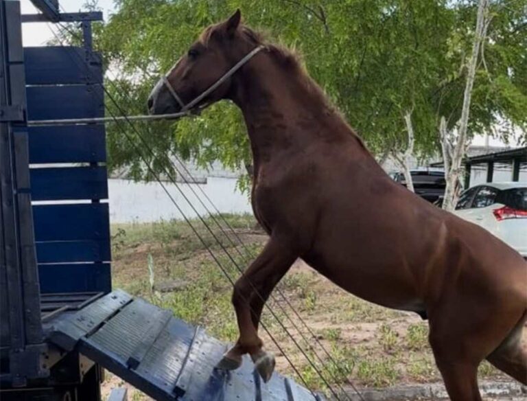 Centro-de-Zoonoses-retoma-servico-de-recolhimento-de-animais-de-grande-porte-em-vias-publicas