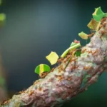 EbOsyAzA-3-formas-naturais-de-afastar-as-formigas-cortadeiras-do-seu-jardim-1