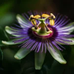 Flor-de-Maracuja-entenda-o-significado-religioso-por-tras-da-sua-beleza-singular