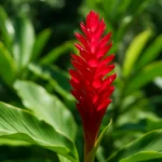 OS75CDaH-Alpinia-purpurata-8-dicas-para-cuidar-do-gengibre-vermelho-2
