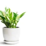 UlXAFk89-Jiboia-branca-Epipremnum-aureum-2