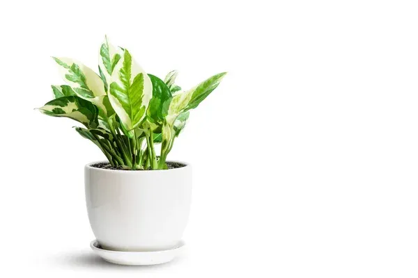 UlXAFk89-Jiboia-branca-Epipremnum-aureum-2