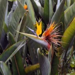 XODuFfkf-Strelitzia-reginae-Ave-do-Paraiso-3