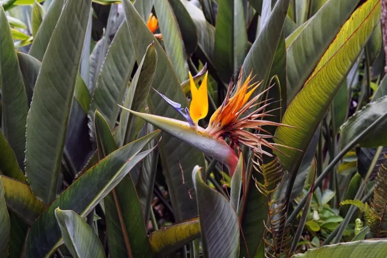 XODuFfkf-Strelitzia-reginae-Ave-do-Paraiso-3