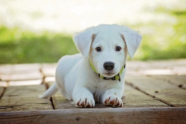 cachorro_pixabay