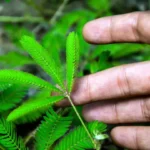 fYYyUdJm-mimosa-pudica-1