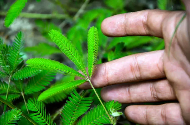 fYYyUdJm-mimosa-pudica-1