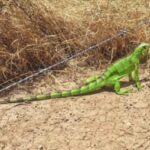 iguana-foto-reproducao