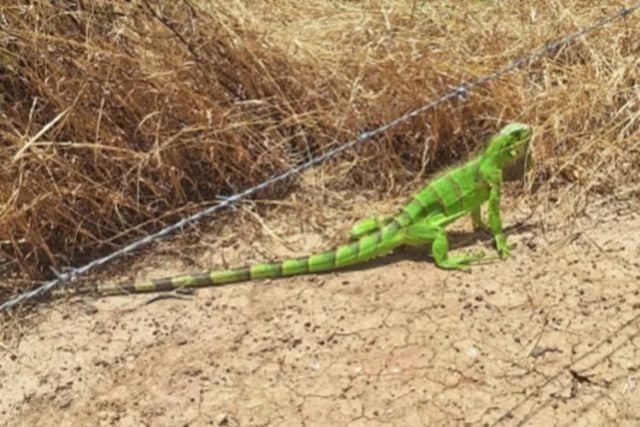 iguana-foto-reproducao