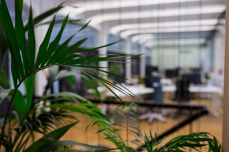 jsfAqKba-6-plantas-para-escritorio-que-nao-precisam-de-sol-pleno-2