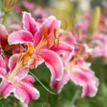 mOJQjuuf-Lirio-oriental-4