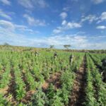 pesdemaconha_caatinga