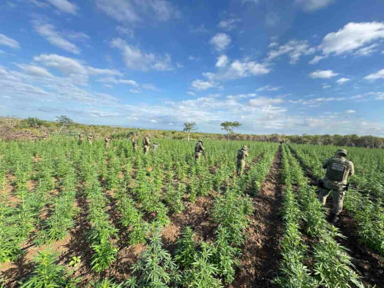 pesdemaconha_caatinga