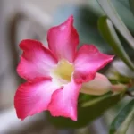 r9xzoakS-4-motivos-para-cultivar-rosa-do-deserto-em-ambientes-internos-1