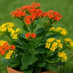 xNbGTGpS-Uma-kalanchoe-consegue-filtrar-as-impurezas-do-ambiente-Veja-4-curiosidades-da-planta-1