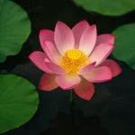 yxDiHkwx-Tudo-sobre-a-flor-de-lotus-e-sua-incrivel-conexao-com-o-budismo