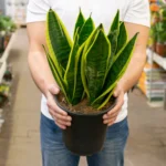 2-toxinas-que-a-Espada-de-sao-jorge-consegue-remover-de-ambientes-internos-Foto-by-Freepik