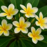 3SMMOIRN-Como-cuidar-do-jasmim-manga-e-deixar-seu-quintal-perfumado-2