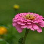 5-beneficios-da-zinia-Foto-by-Freepik-1