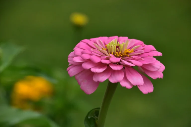 5-beneficios-da-zinia-Foto-by-Freepik-1