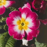 Beijo-de-Frade-8-macetes-para-Impatiens-walleriana-Foto-by-Freepik-2