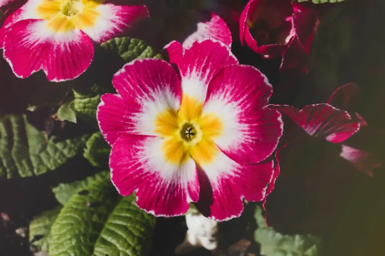 Beijo-de-Frade-8-macetes-para-Impatiens-walleriana-Foto-by-Freepik-2