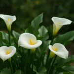 CCyUNuXT-Como-cultivar-copo-de-leite-e-manter-a-floracao-por-6-meses