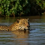 CZ5n51nA-3-habitos-secretos-da-onca-pintada-no-Pantanal-que-so-cameras-escondidas-conseguiram-revelar-1