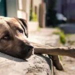 DsGdEYDX-Cachorro-abandonado-freepik