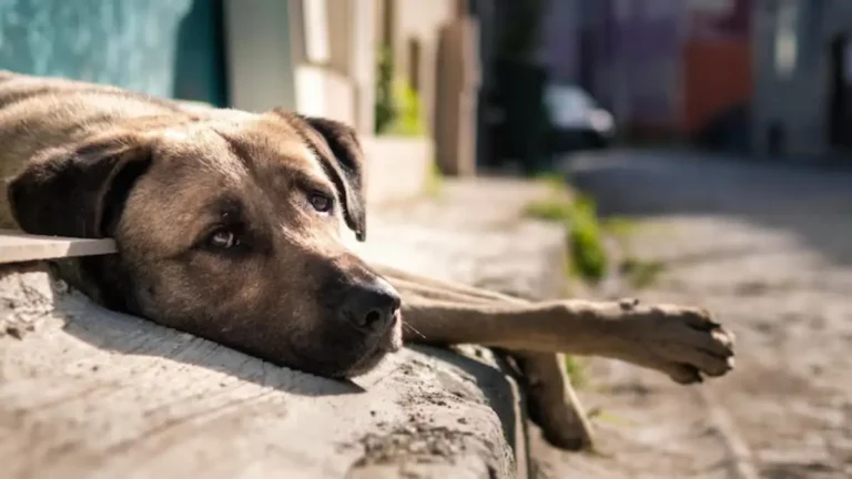 DsGdEYDX-Cachorro-abandonado-freepik