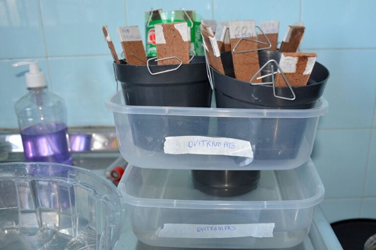 Feira-de-Santana-vai-instalar-ovitrampas-para-combater-o-mosquito-aedes-aegypti
