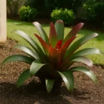 KRzDGGeo-3-dicas-para-cultivar-a-bromelia-imperial-e-criar-um-cenario-digno-da-realeza