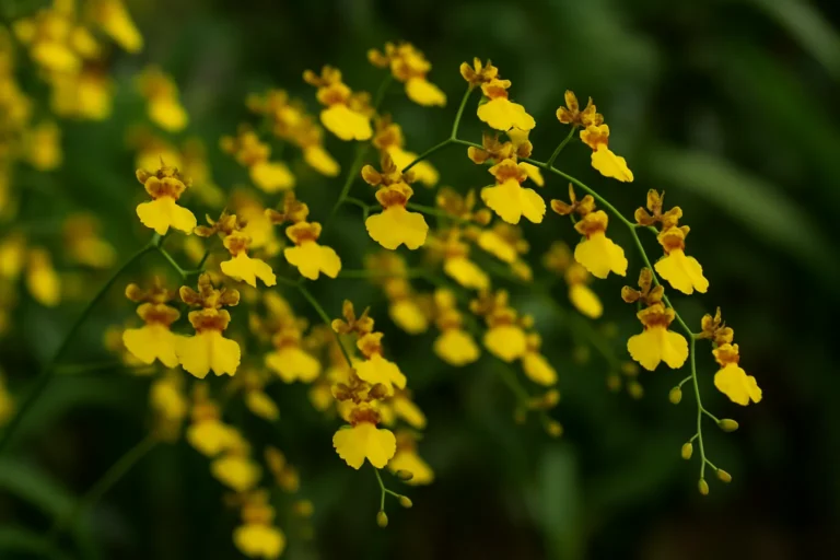 LYMKkNAt-Orquidea-chuva-de-ouro-com-flores-que-caem-na-mesma-semana-Veja-o-que-corrigir