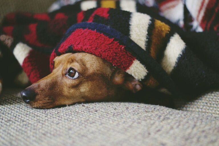 PET-PIXABAY